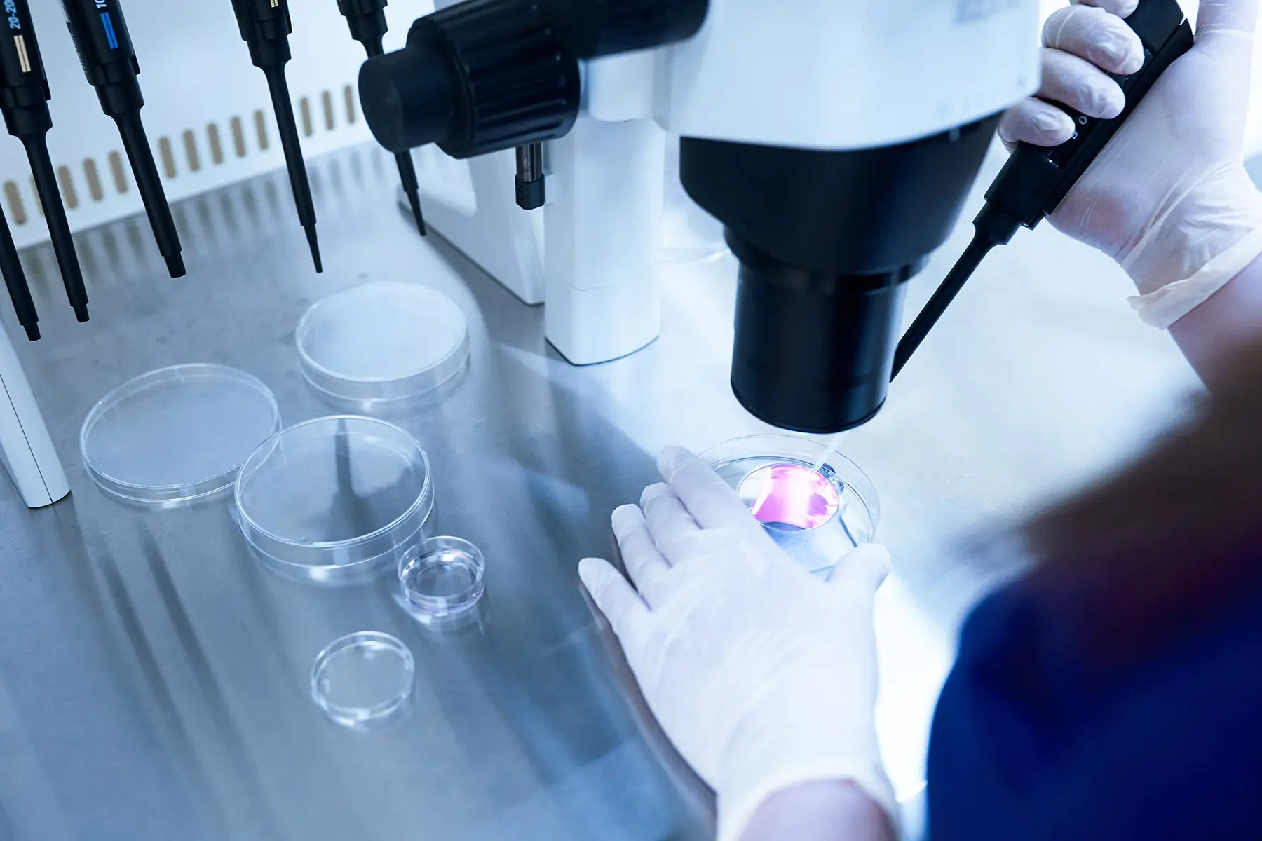 Embryologist in protective gloves dropping media from plastic test tube in petri dish, collect eggs with denudation pipette needle. samples in biological